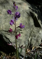 Lupinus truncatus flower